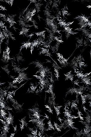 黑底花卉印花华亿平台图片