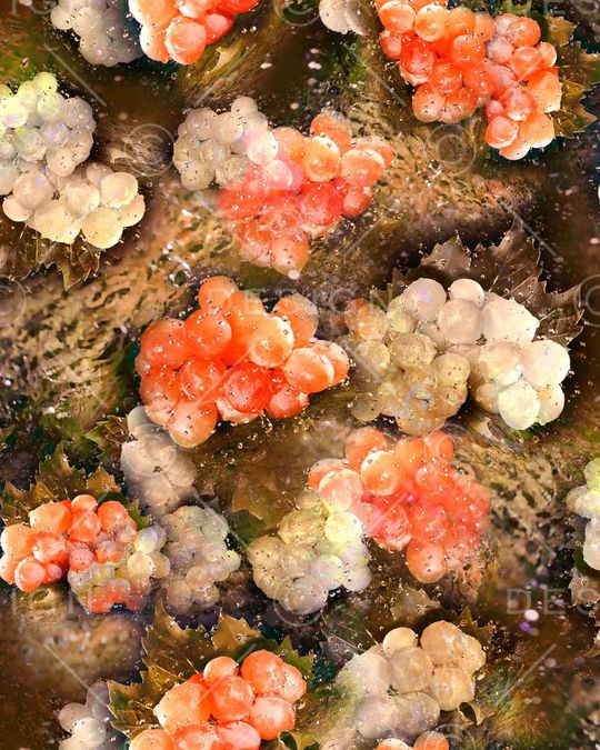 葡萄印花华亿平台图片