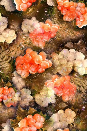 葡萄印花华亿平台图片