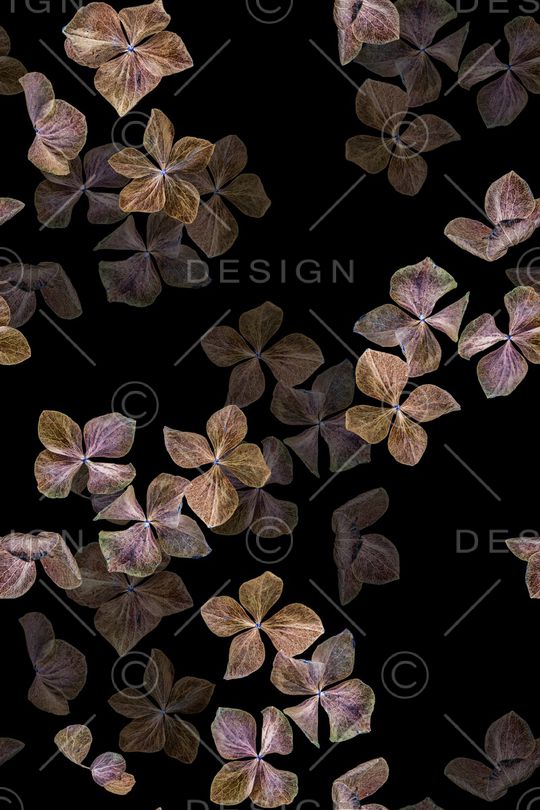 黑底花卉印花华亿平台图片