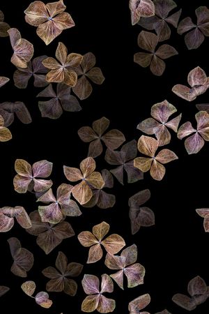 黑底花卉印花华亿平台图片