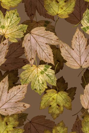 绿植树叶印花华亿平台图片