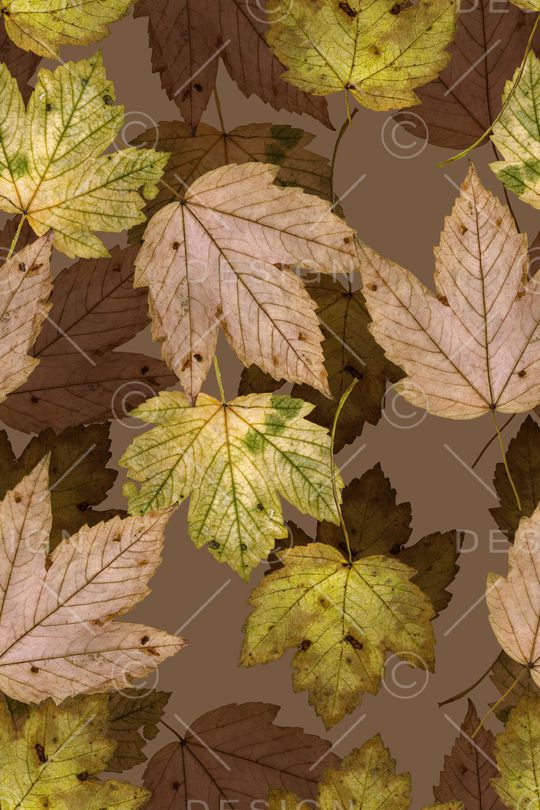 绿植树叶印花华亿平台图片