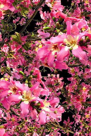 摄影写实花卉印花华亿平台图片