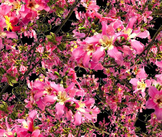 摄影写实花卉印花华亿平台图片