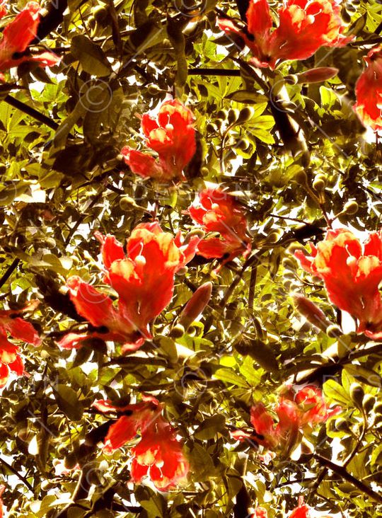 景观照片印花华亿平台图片