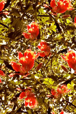 景观照片印花华亿平台图片