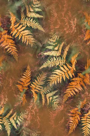 绿植树叶印花华亿平台图片