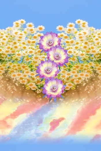 1499823-骄矜皇柑