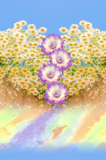 1499825-骄矜皇柑