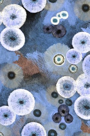 蒲公英印花华亿平台图片