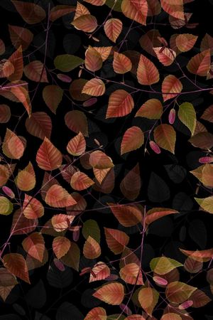 绿植树叶印花华亿平台图片