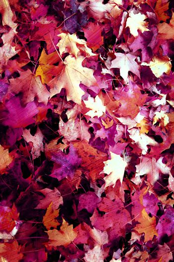 枫叶印花华亿平台图片