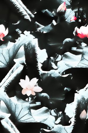 荷花印花华亿平台图片