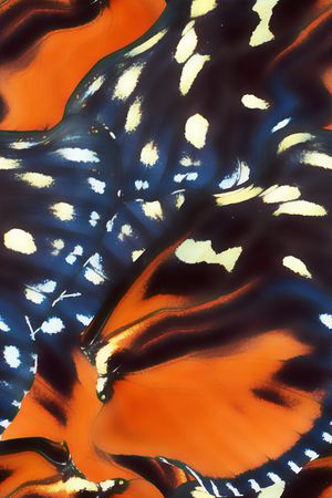 动物纹印花华亿平台图片