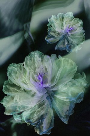 香云纱印花华亿平台图片