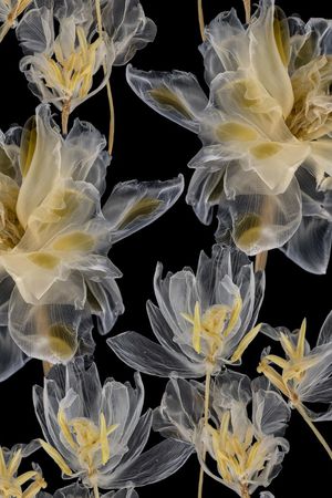 郁金香印花华亿平台图片