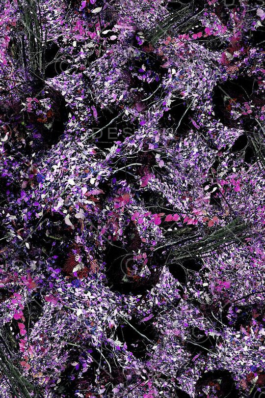 摄影写实花卉印花华亿平台图片