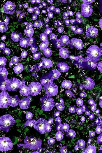 150955-wl4-0290F配色2