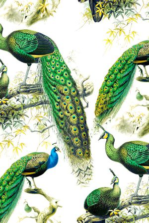 孔雀印花华亿平台图片