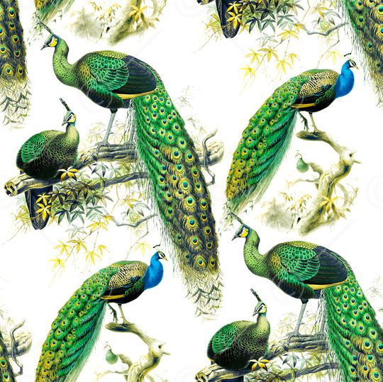 孔雀印花华亿平台图片