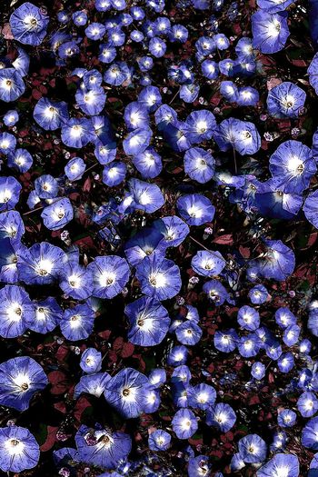 150957-wl4-0290F配色4