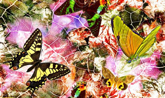 蝴蝶印花华亿平台图片