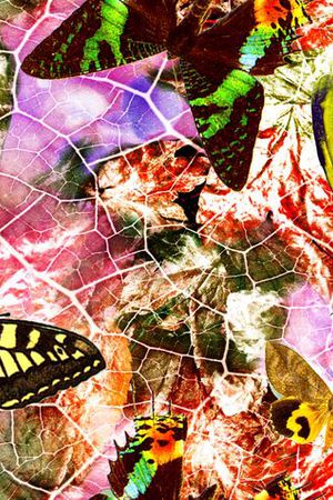 蝴蝶印花华亿平台图片