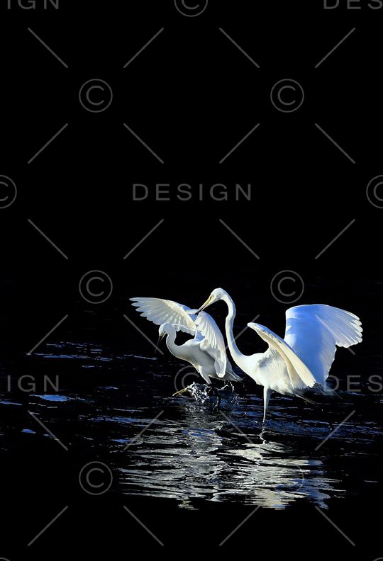 动物印花华亿平台图片