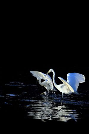 动物印花华亿平台图片