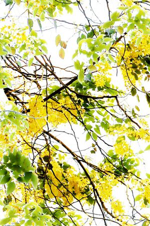 槐花印花华亿平台图片