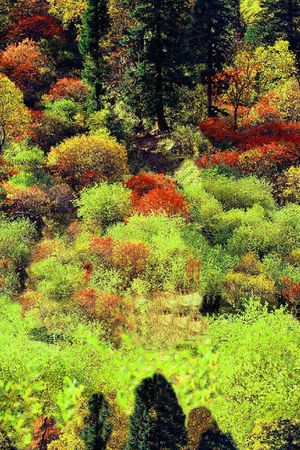 树印花华亿平台图片