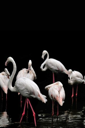 动物印花华亿平台图片