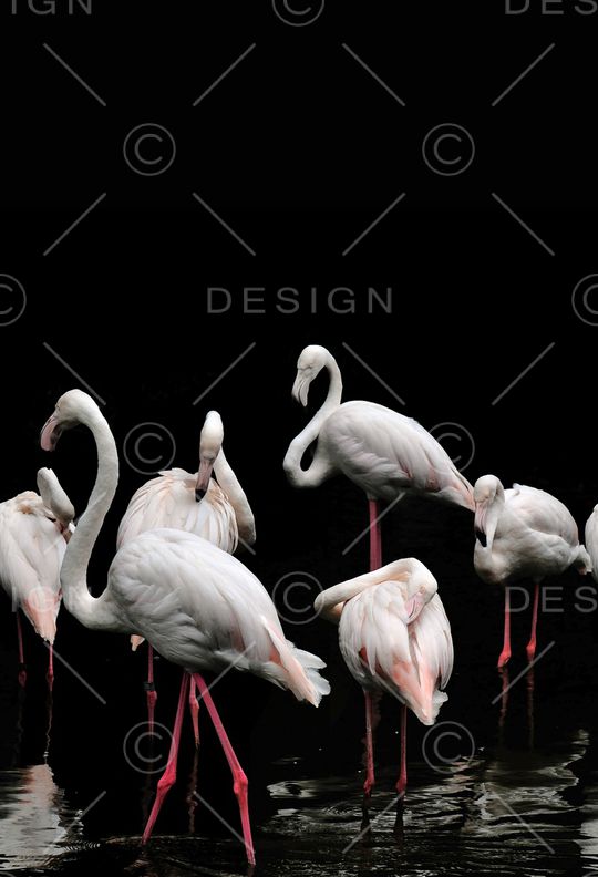 动物印花华亿平台图片