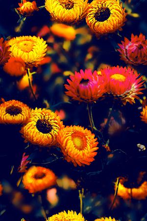 菊花印花华亿平台图片