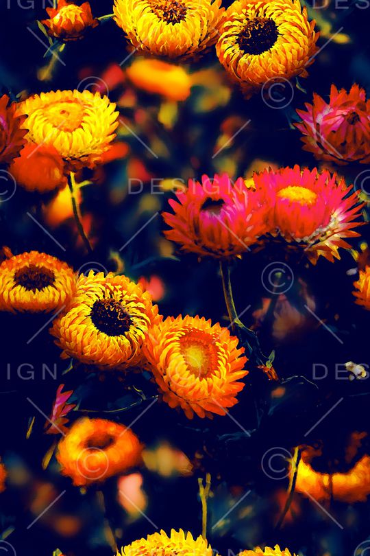 菊花印花华亿平台图片