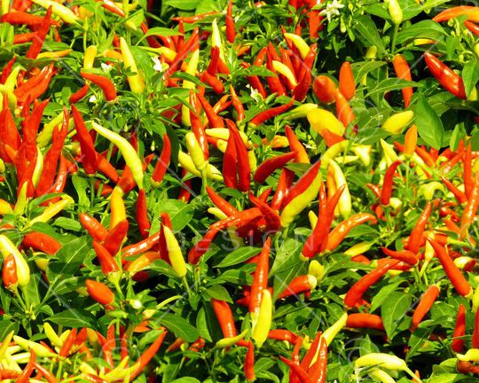 辣椒印花华亿平台图片