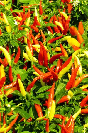 辣椒印花华亿平台图片