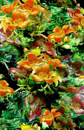 151429-重色彩花卉