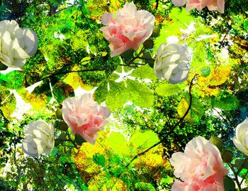 151461-阳光下的花园