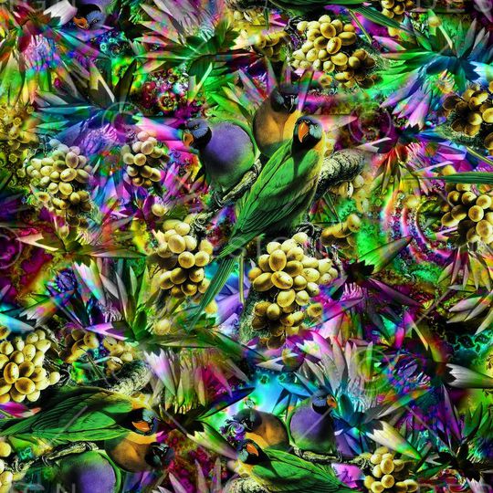 鹦鹉印花华亿平台图片