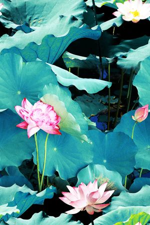 荷花印花华亿平台图片