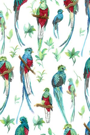 鹦鹉印花华亿平台图片