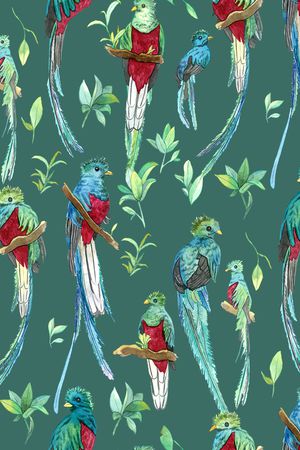 鹦鹉印花华亿平台图片