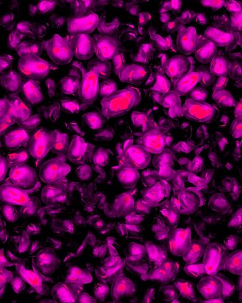 151713-wl4-0388F配色1