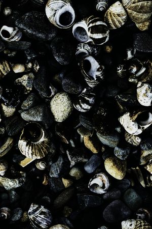 贝壳印花华亿平台图片