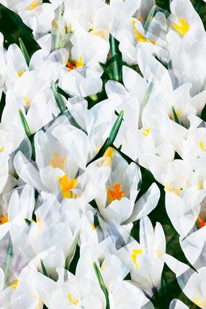 抽象花卉印花华亿平台图片