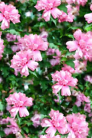 田园印花华亿平台图片