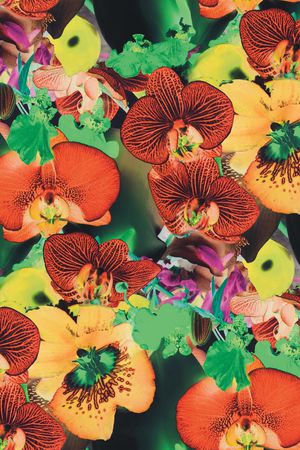 蝴蝶兰印花华亿平台图片