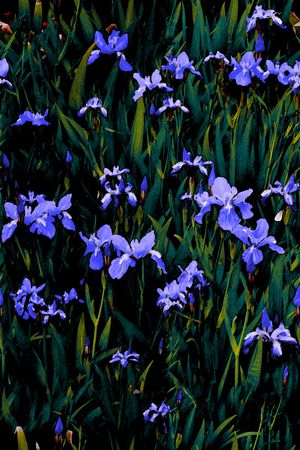 鸢尾花印花华亿平台图片